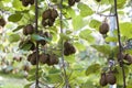 Bushes with ripe kiwi large fruits. Italy agritourism Royalty Free Stock Photo