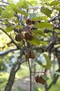 Bushes with ripe kiwi large fruits. Italy agritourism Royalty Free Stock Photo