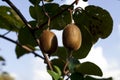 Bushes with ripe kiwi large fruits. Italy agritourism Royalty Free Stock Photo