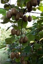 Bushes with ripe kiwi large fruits. Italy agritourism Royalty Free Stock Photo