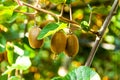 Bushes with ripe kiwi large fruits. Italy agritourism Royalty Free Stock Photo