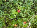 Bushes of ripe orange yellow cloudberry, Rubus chamaemorus. Macro of fresh wild northern berry growing in the natural