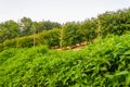 Panorama of the farm. Bushes of ripe raspberries.