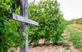 Panorama of the farm. Bushes of ripe raspberries