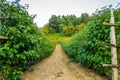 Panorama of the farm. Bushes of ripe raspberries.