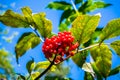 The bushes of ripe red luscious wild elderberry close up.Large lit July sun clusters.Adoxaceae family.Poisonous plant used in medi