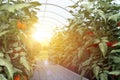 Bushes of ripe tomatoes, under the penetrating rays of the sun. A close-up view from the inside of the greenhouse