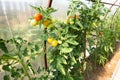 Bushes with ripening tomatoes in greenhouse Royalty Free Stock Photo