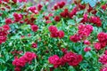 bushes rosa chinensis. blooming garden of roses. natural background. Royalty Free Stock Photo