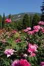 Bushes of roses on the background of cypresses in the Crimean mo