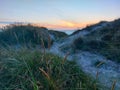Bushes of the short-stemmed sandworm on the beach at sunset with a blue sky in the background Royalty Free Stock Photo