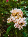 Bushes of small fading pink roses Royalty Free Stock Photo