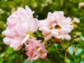 Bushes of small pink roses in the park Royalty Free Stock Photo