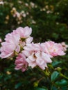 Bushes of small pink roses in the park Royalty Free Stock Photo