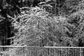 Bushes in snow in black and white Royalty Free Stock Photo