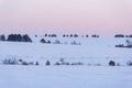 Bushes on a snow-covered field and a sunset pink sky in winter