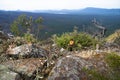 Bushes and stones with view into the valley at Reeds Lookout, Grampians, Victoria, Australia Royalty Free Stock Photo