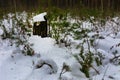 The bushes and stumps covered with snow in the forest Royalty Free Stock Photo