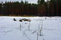 The bushes and stumps covered with snow in the forest Royalty Free Stock Photo