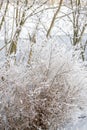 Bushes and thin branches in fluffy white snow, trees behind, background. Winter north Royalty Free Stock Photo