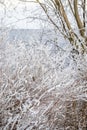 Bushes with thin branches in fluffy white snow, trees, light blue river background. Winter Royalty Free Stock Photo