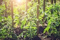 Bushes of tomatoes grow in the garden. Gardening, caring for fruit plants. Bright sunlight, toned picture Royalty Free Stock Photo