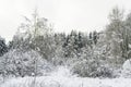 Bushes and trees covered with snow. Forest edge. Winter landscape. Royalty Free Stock Photo