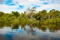 Bushes and trees flooded by Amazon River. Trees reflecting in water. Riparian vegetation with mixed forest on Amazon River, Brazil Royalty Free Stock Photo