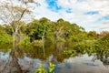 Bushes and trees flooded by Amazon River. Trees reflecting in water. Riparian vegetation with mixed forest on Amazon River, Brazil Royalty Free Stock Photo