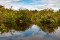 Bushes and trees flooded by Amazon River. Trees reflecting in water. Riparian vegetation with mixed forest on Amazon River, Brazil Royalty Free Stock Photo