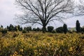 Bushes and trees in Luneburger Heide Royalty Free Stock Photo