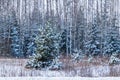 bushes and trees - spruce, pine, birch - slightly covered with snow