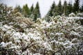 Bushes under the snow. Snow covered leaves in winter. Bush with green leaves covered with snow Royalty Free Stock Photo