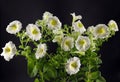 bushes of white flowering petunias on a dark background