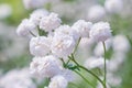 White flowers of Gypsophila paniculata