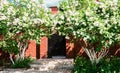 Bushes of a white lilac at a country house