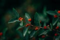 Bushes of wolfberries with green leaves. Wild nature. Eco flora. Greenery. Wolfish bastard, poisonous berries