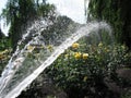 Watering roses in a botanical garden.