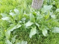 Bushes young burdock spring among green grass