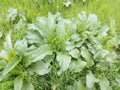 Bushes young burdock spring among green grass