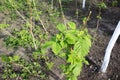 Bushes of young raspberries, outdoor seedlings grow near the garden on black soil. Selective focus. close-up