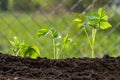 Bushes of young raspberries, a seedling in the open air grows close up in the garden on the chernozem. Selective focus