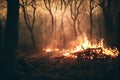 Bushfire apocalypse in forest with big destruction background. Deforestation firestorm environmental ecology hazard with