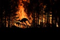 Bushfire IN Australia Forest Many Kangaroos And Other Animals Running Escaping To Save Their Lives