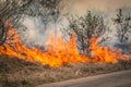 Bushfire burning at Kruger Park in South Africa Royalty Free Stock Photo