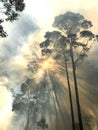 Australian Bushfire