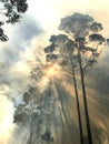 Australian Bushfire Royalty Free Stock Photo