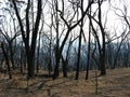 After the bushfire Royalty Free Stock Photo