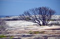 Bushfire burnt tree on sandstone plateau Australia