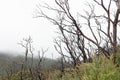 Bushfire damaged trees